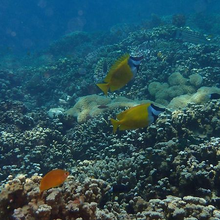 Tirta Bali Homestay Pemuteran Eksteriør billede